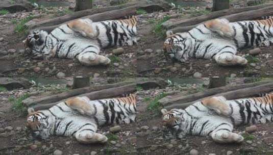 野生动物园老虎高清在线视频素材下载