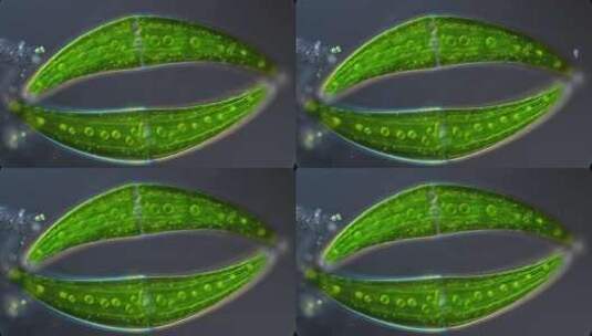 藻类，细胞，研究，光合作用高清在线视频素材下载
