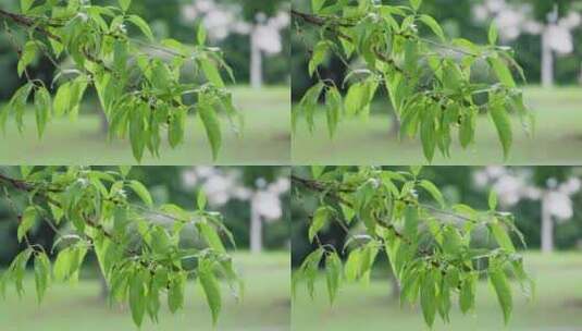 雨水打在绿色树叶上的唯美高清在线视频素材下载