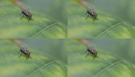 苍蝇在绿叶上吸吮啃食特写高清在线视频素材下载