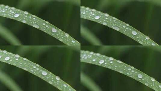 下雨天植物叶子撒行的水珠高清在线视频素材下载