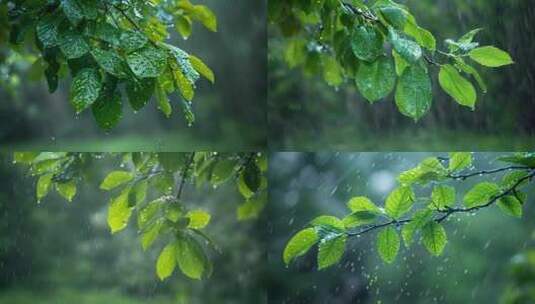 下雨天树叶子雨露露水雨滴唯美ai素材春天高清在线视频素材下载