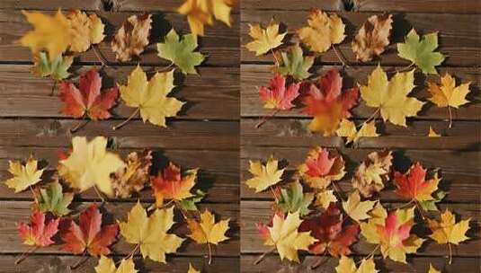 秋分节气多彩落叶唯美秋天背景视频高清在线视频素材下载