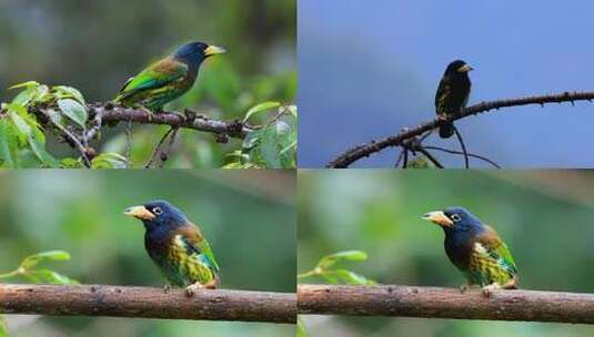 树枝上的大拟啄木鸟高清在线视频素材下载