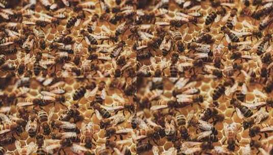 蜂巢蜜蜂特写高清在线视频素材下载