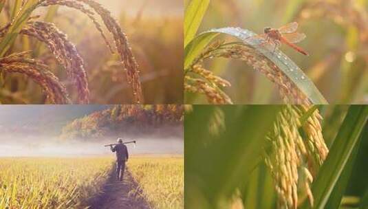 金色稻田农民水稻成熟饱满稻穗上的蜻蜓特写高清在线视频素材下载