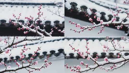 雪中绽放的梅花特写高清在线视频素材下载