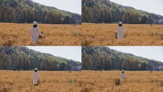 女子漫步金黄稻田高清在线视频素材下载