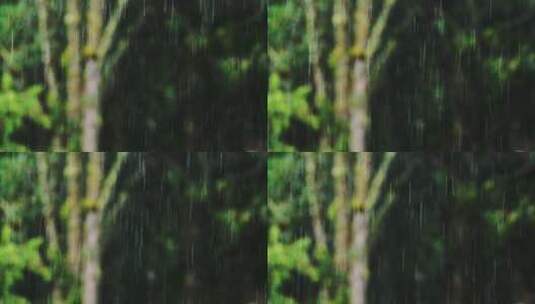 雨滴，雨，树木，冬天高清在线视频素材下载