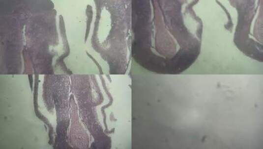 鱼鳃细胞切片显微镜高清在线视频素材下载