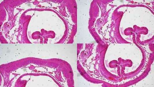 蚯蚓横切面显微镜观察高清在线视频素材下载