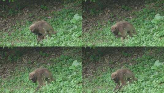 狒狒、狮尾羚、猴子、森林高清在线视频素材下载