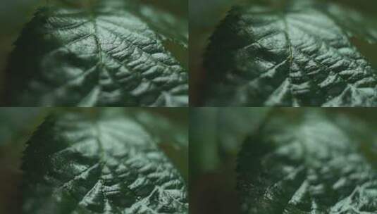 绿叶的高清特写镜头高清在线视频素材下载