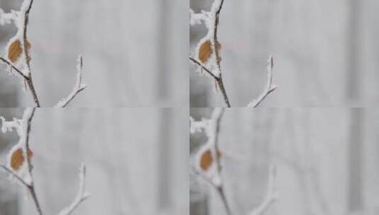 被积雪覆盖的树枝高清在线视频素材下载