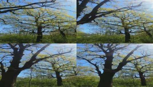 树林的垂直拍摄高清在线视频素材下载