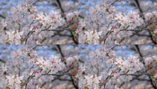 春天的樱花花朵高清在线视频素材下载