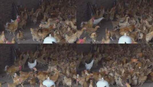 乡村生态养鸡场鸡群吃食高清在线视频素材下载