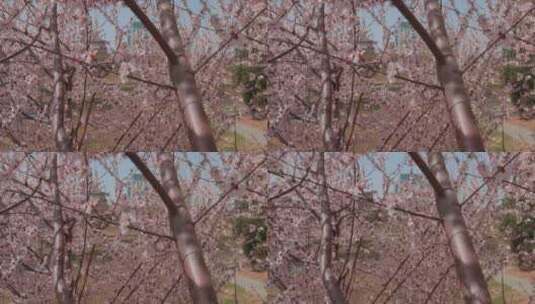 轨道拍摄北京盛开的樱花高清在线视频素材下载