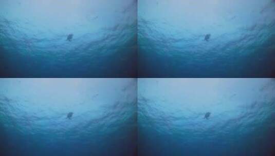海洋里的海龟高清在线视频素材下载