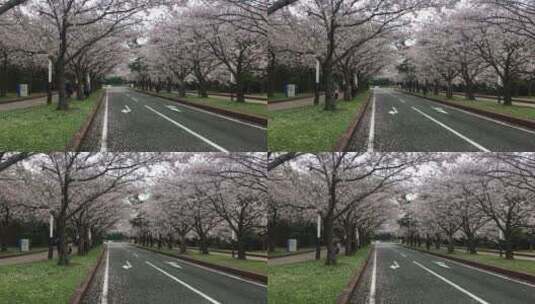 樱花树下高清在线视频素材下载