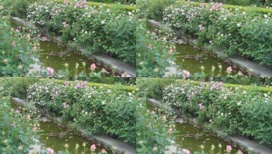 花园园艺园林月季园玫瑰花池塘溪水高清在线视频素材下载