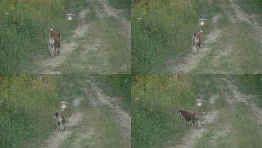 一只走在乡间小路上的哈士奇小狗高清在线视频素材下载