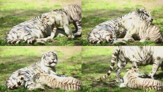 白老虎和她的幼崽在草地上休息高清在线视频素材下载
