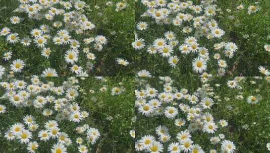 俯拍济南章丘区林荫公园里的小雏菊高清在线视频素材下载
