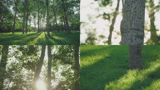 4K户外阳光树林光影感受自然草地唯美高清在线视频素材下载