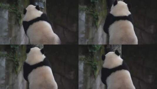 爬树的大熊猫后背高清在线视频素材下载