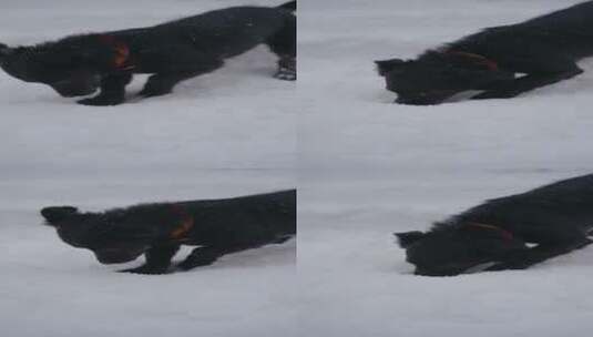 雪地玩雪的小狗高清在线视频素材下载