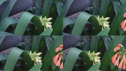 君子兰兰花绿植花卉高清在线视频素材下载
