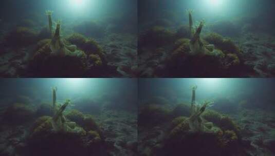 深海底下的海参高清在线视频素材下载