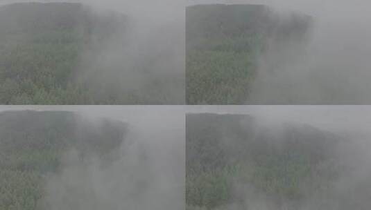 航拍云雾间原始森林4K50帧高清在线视频素材下载