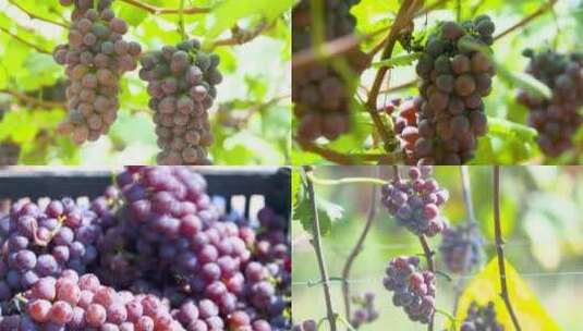 果园葡萄熟了、葡萄园采摘、葡萄素材高清在线视频素材下载