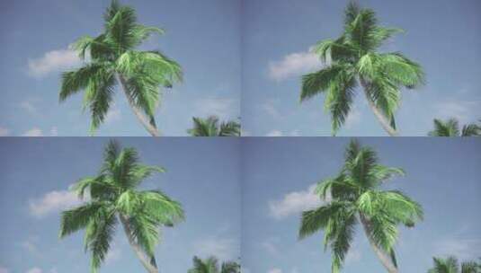 蓝天下非常丰富的大棕榈树特写。高清在线视频素材下载