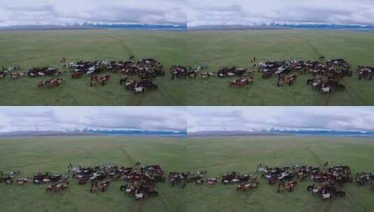 新疆巴音布鲁克草原马场高清在线视频素材下载