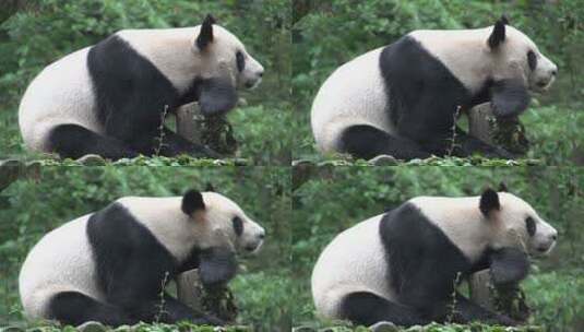 熊猫在树干上休息高清在线视频素材下载