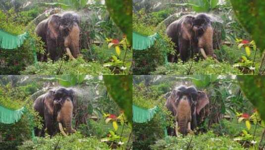 印度喀拉拉邦的寺庙大象洗澡高清在线视频素材下载