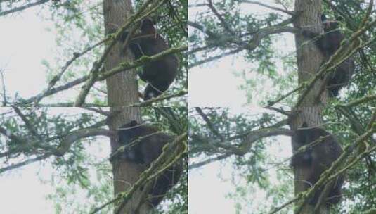 正在爬树的黑熊高清在线视频素材下载
