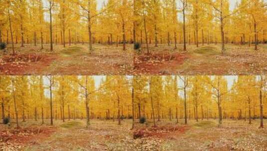 秋天金黄色银杏树高清在线视频素材下载
