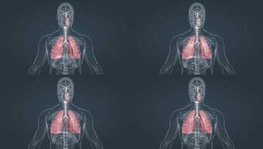 人体 器官 肺部 呼吸 支气管 器官动画高清在线视频素材下载
