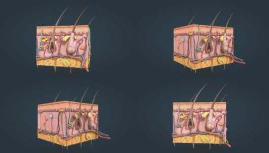 皮肤 皮下组织 皮下层高清在线视频素材下载