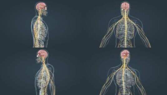 医疗中枢周围神经系统医学3D人体科学动画高清在线视频素材下载