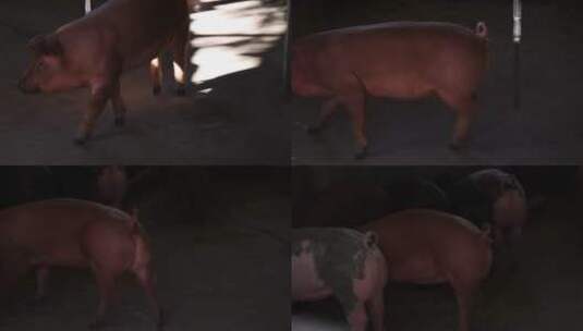 农村猪场养殖高清在线视频素材下载