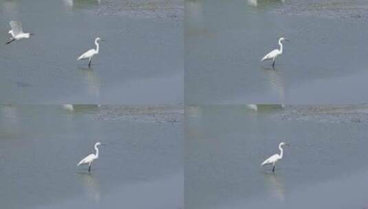 河塘中站立的一群白鹭高清在线视频素材下载
