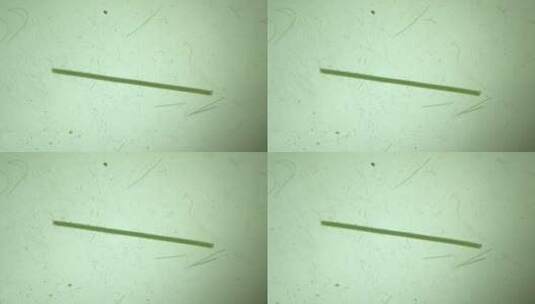 显微镜下的微观世界微生物 颤藻1高清在线视频素材下载