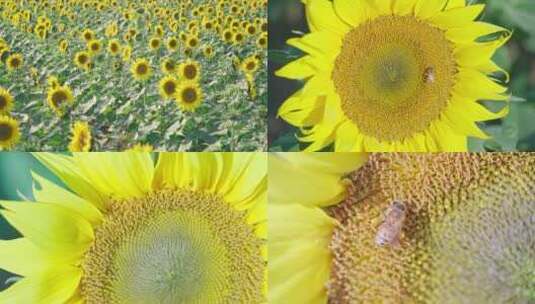 向日葵蜜蜂采蜜采粉高清在线视频素材下载