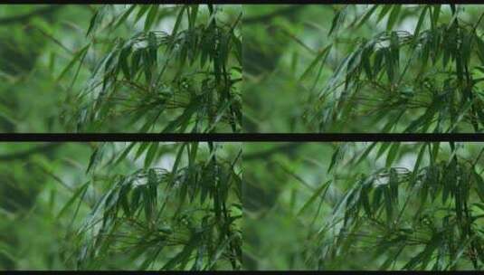 下雨天的竹叶高清在线视频素材下载