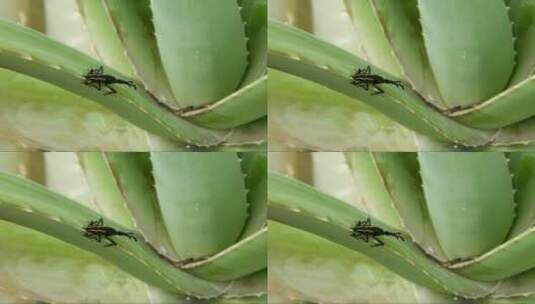 趴在植物上的昆虫高清在线视频素材下载